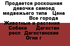 Продается роскошная девочка самоед медвежьего типа › Цена ­ 35 000 - Все города Животные и растения » Собаки   . Дагестан респ.,Дагестанские Огни г.